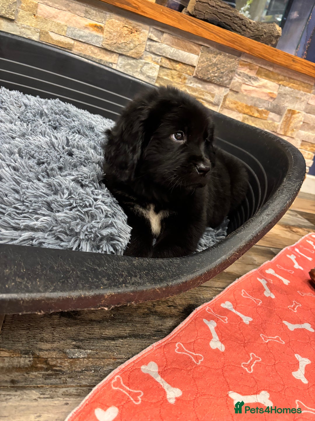 Newfoundland dogs for sale: Newfoundland puppies - Image 33
