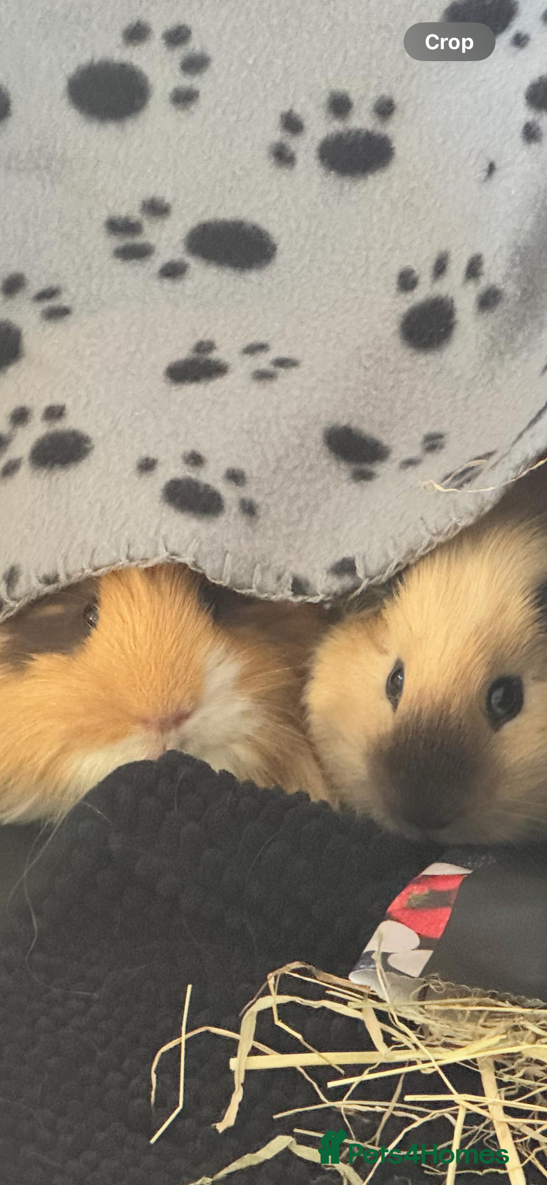 Guinea Pig rodents for sale: 2 Male Guinea Pigs, optional Hutch & Accessories  - Advert 2