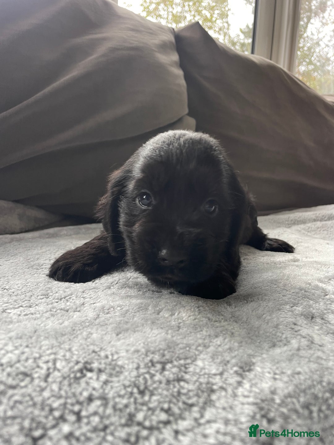 Cocker Spaniel dogs for sale: Cocker spaniel puppies  - Advert 8