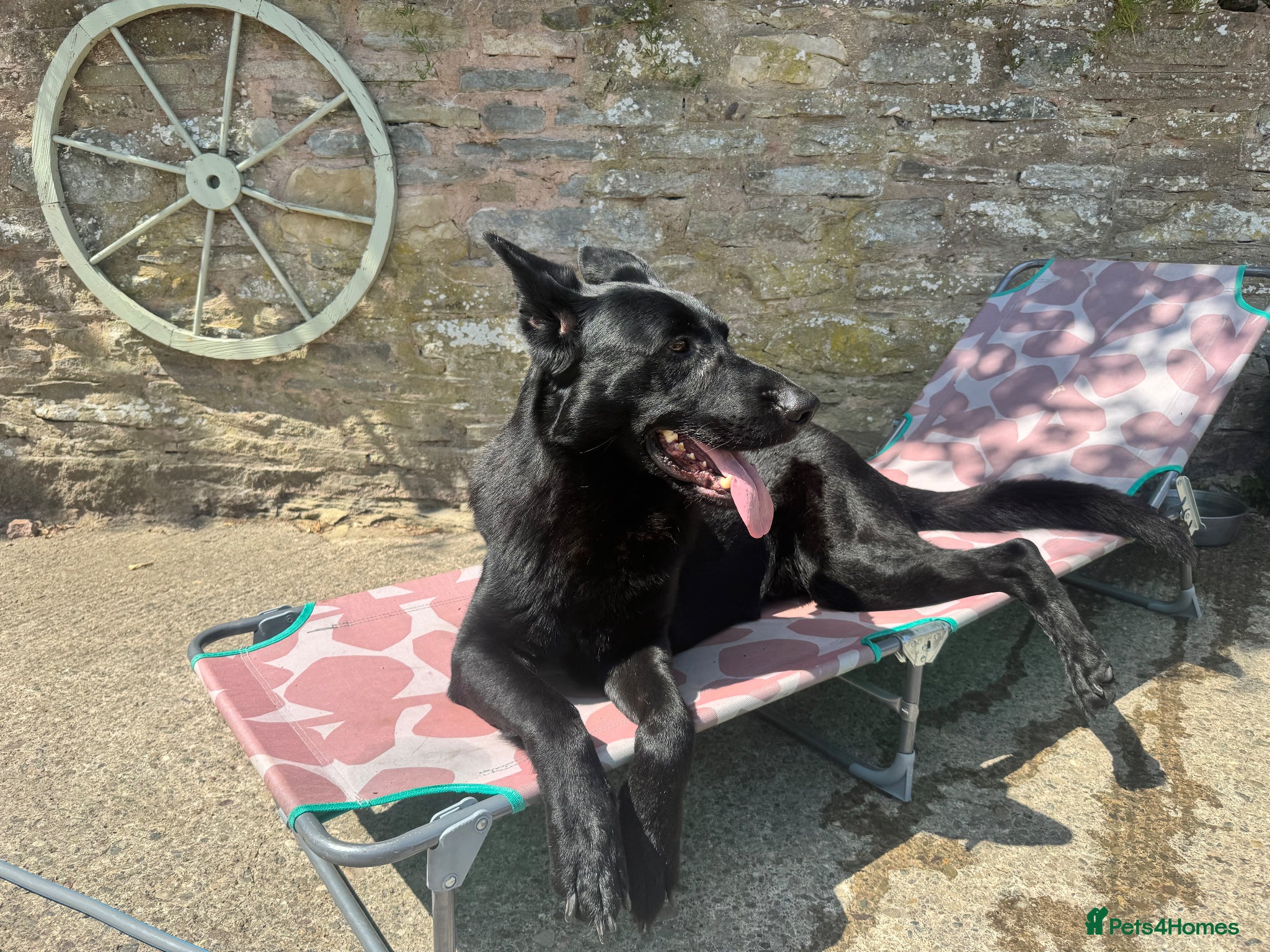 German Shepherd dogs Full KC Registered Entire Male GSD  - Advert 17