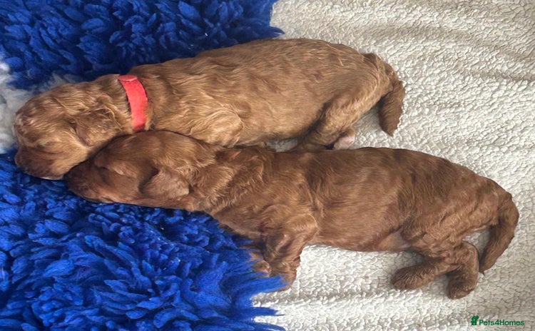 Cavapoo dogs - Advert 2