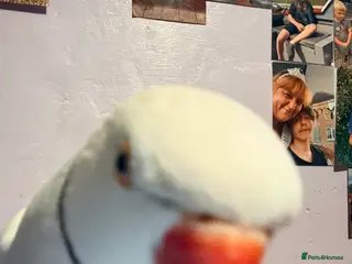 Ringnecks birds Indian ring neck parot - Advert 11