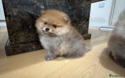 Pomeranian dogs for sale: Cute little pomeranians - Image 12