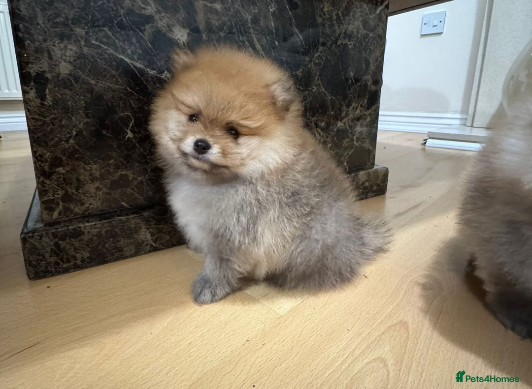Pomeranian dogs for sale: Cute little pomeranians - Image 12