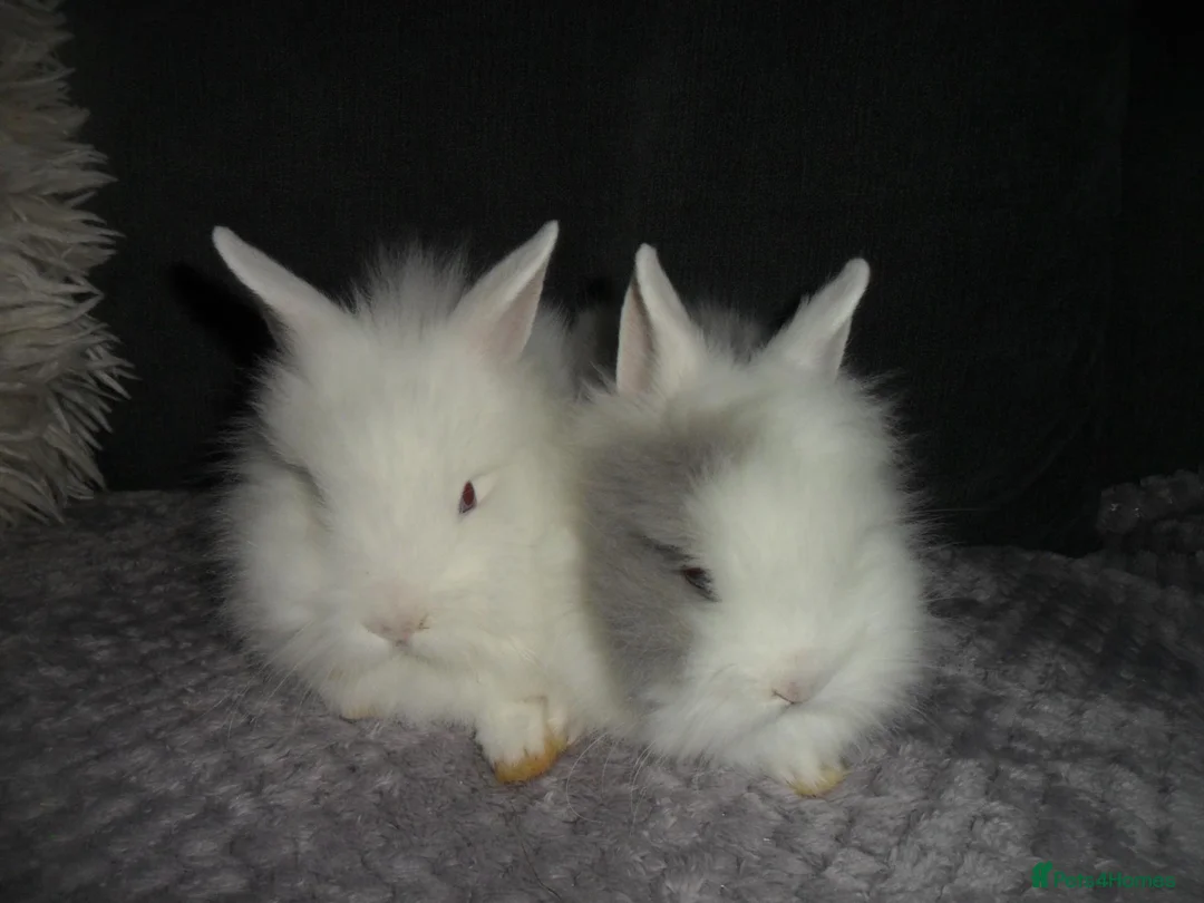Lionhead rabbits for sale: BEAUTIFUL BABY LIONHEAD RABBITS WITH BLUE EYES - Advert 2