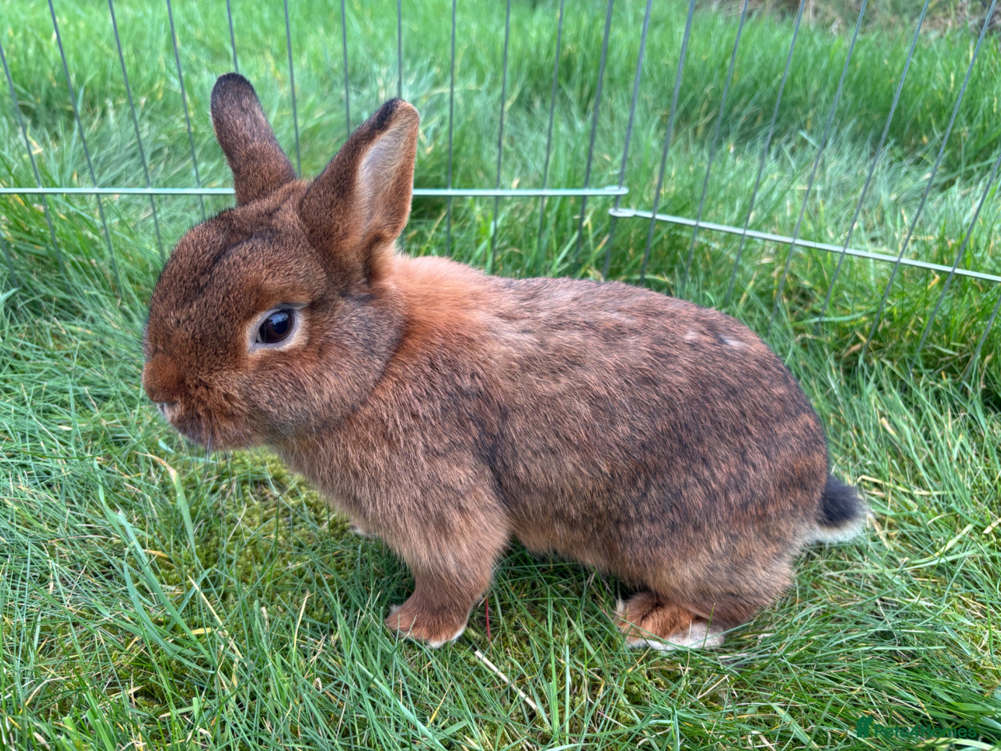 Mini Lop rabbits Red agouti doe - Advert 6