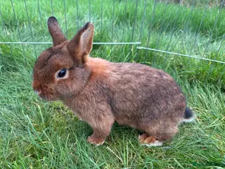 Mini Lop rabbits Red agouti doe - Advert 6