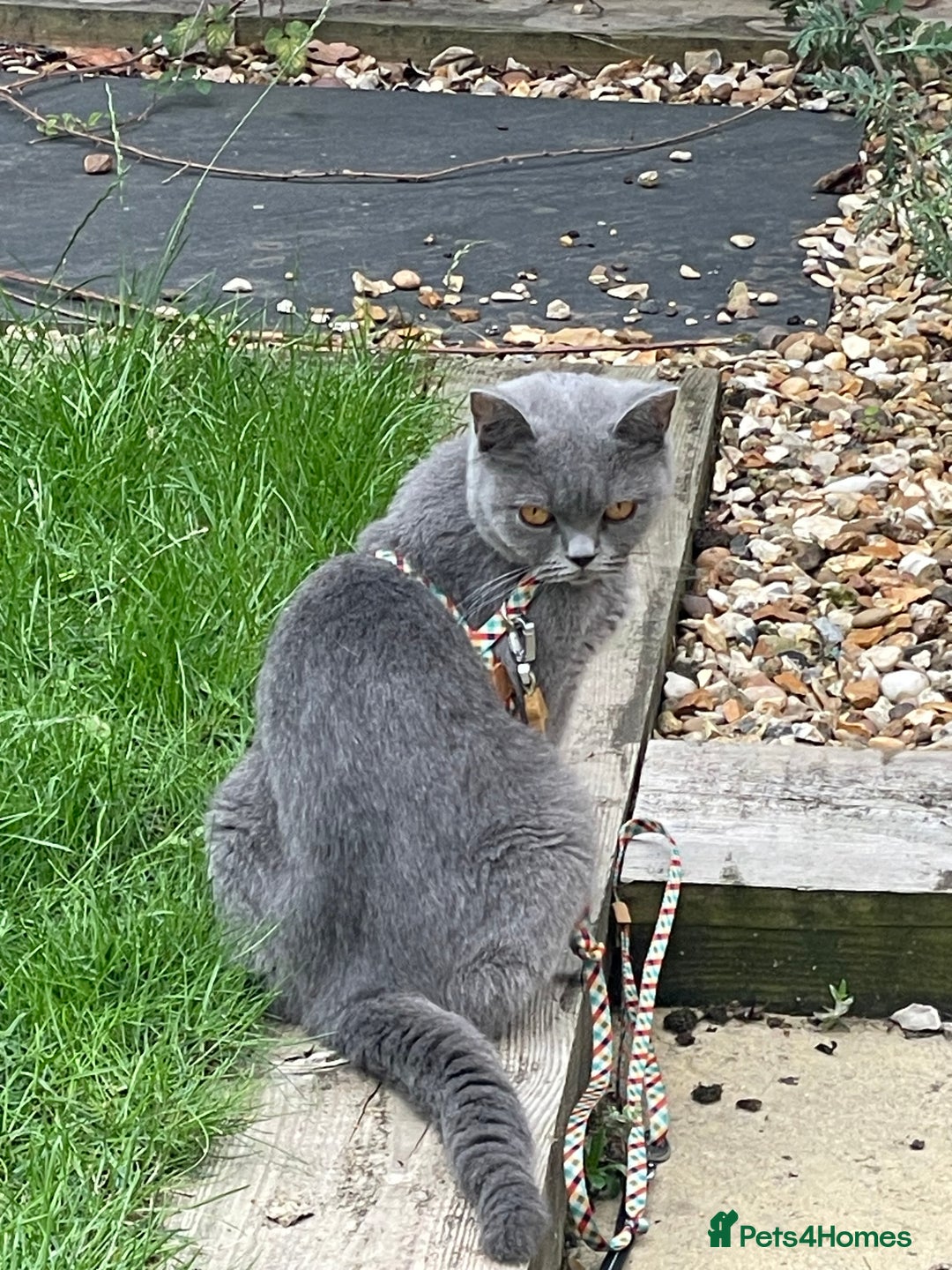 British Shorthair cats for sale: 🏆Grand Champion Sired GCCF BritishShorthair 1left - Image 27