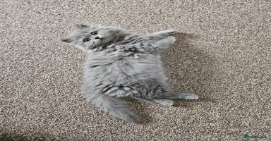 British Longhair cats - Advert 6