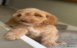 Cockapoo dogs for sale: F2 cockapoo puppies 🐶 ❤️ - Image 21