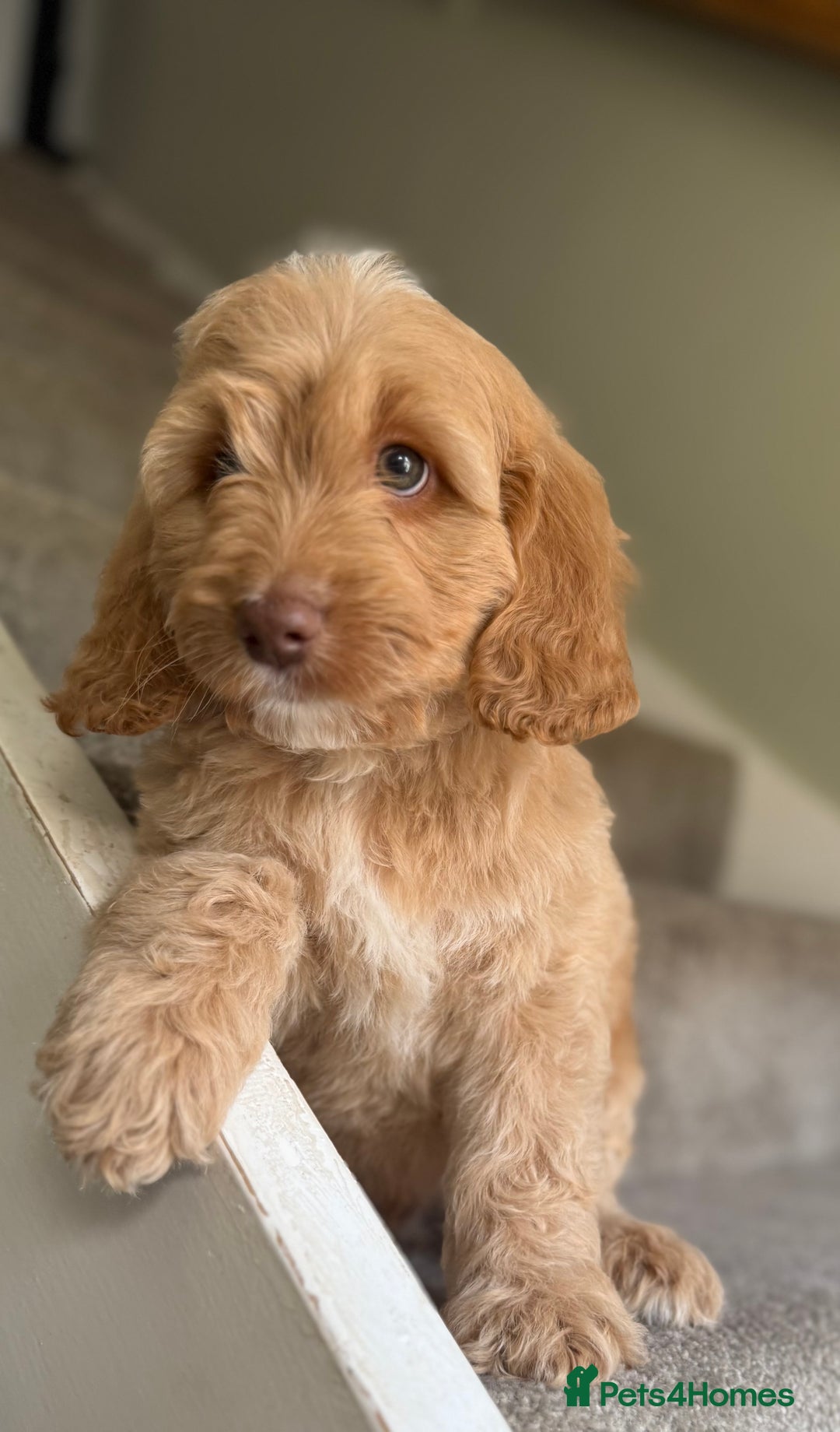 Cockapoo dogs for sale: F2 cockapoo puppies 🐶 ❤️ - Image 21