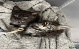 Mixed Breed cats for sale: 3 Mixed coloured Kittens  - Image 2