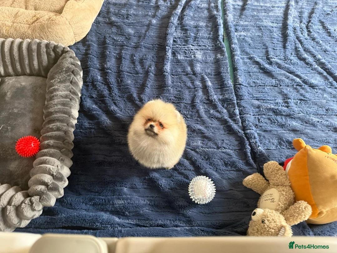 Pomeranian dogs for sale: Teddy Face Poms Puppies European Champion Lines - Advert 8