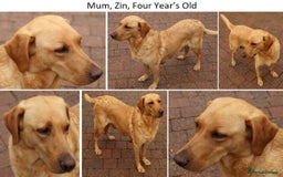 Labrador Retriever dogs for sale: Red Fox Labs : Health Checked-KC Reg-FTCH Pedigree - Image 10