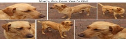 Labrador Retriever dogs for sale: Red Fox Labs : Health Checked-KC Reg-FTCH Pedigree - Advert 13