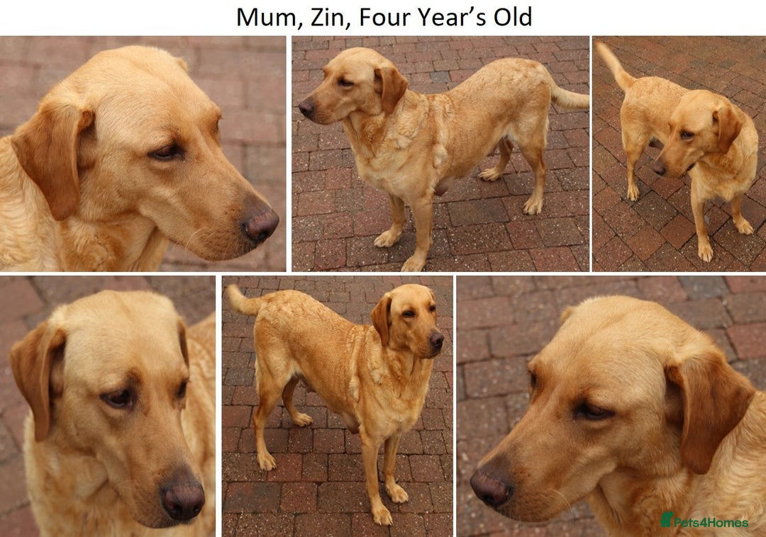 Labrador Retriever dogs for sale: Red Fox Labs : Health Checked-KC Reg-FTCH Pedigree - Image 10