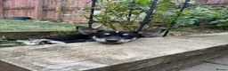 Mixed Breed dogs for sale: Husky x Labrador  - Advert 8