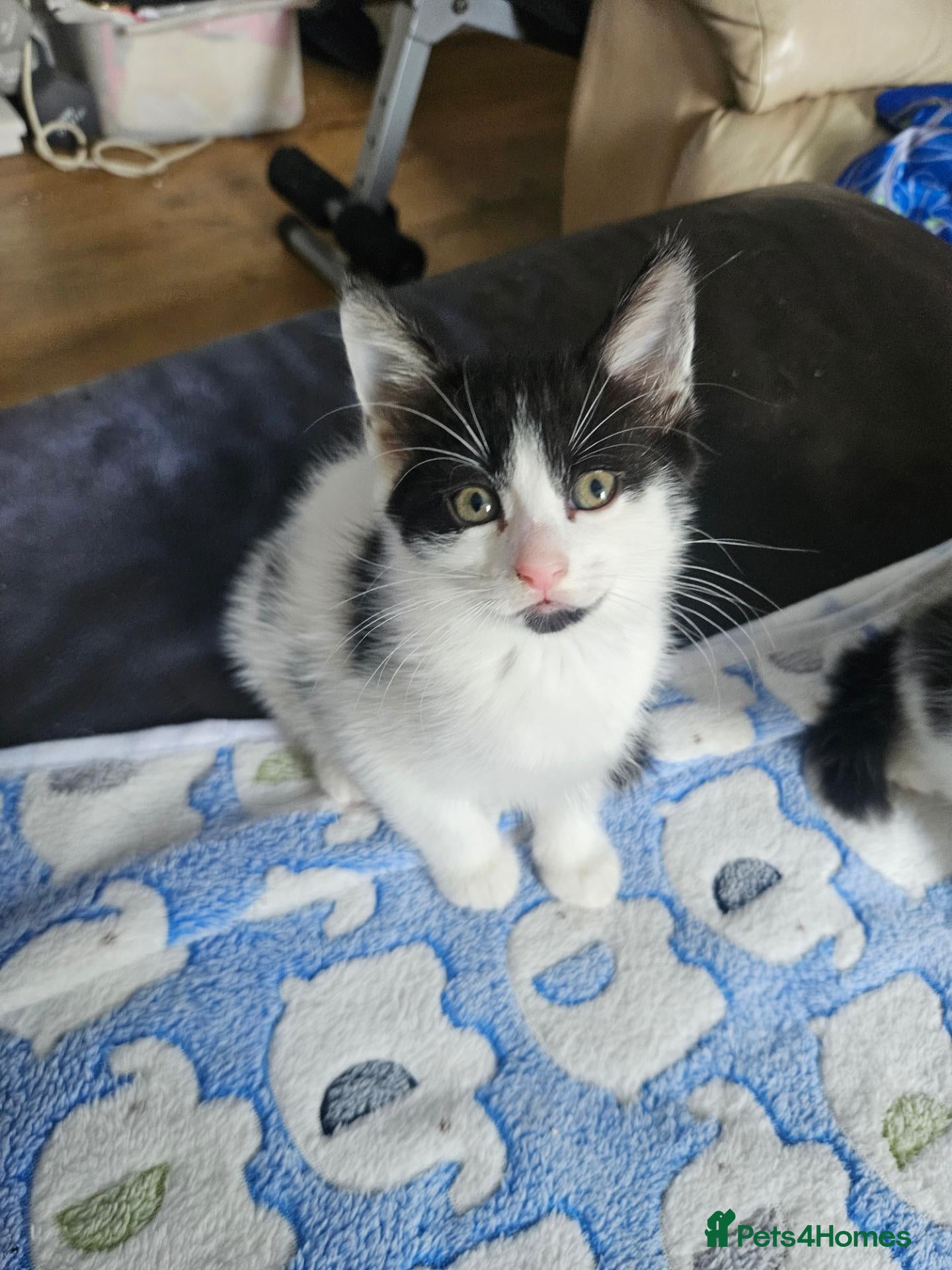 Mixed Breed cats 1 play little girl left ♥️♥️ - Advert 15