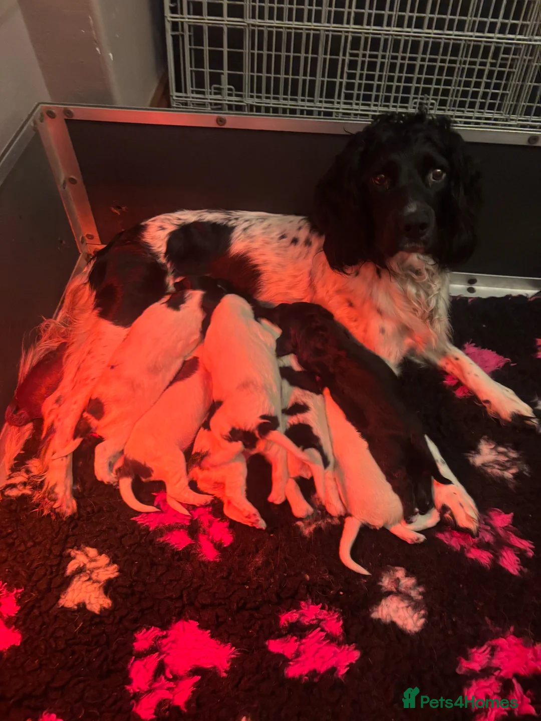 Sprocker dogs for sale: STUNNING LITTER SPROCKERS  - Advert 2