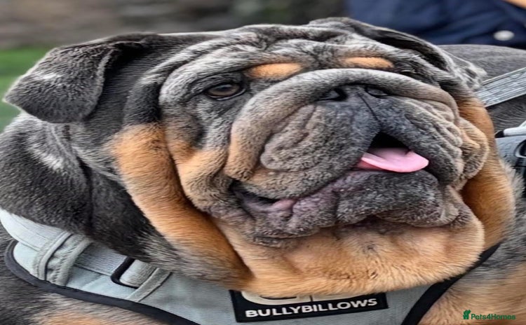 English Bulldog dogs - Advert 3