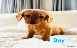 Labradoodle dogs for sale: Gorgeous F1 Labradoodle puppies  - Image 11