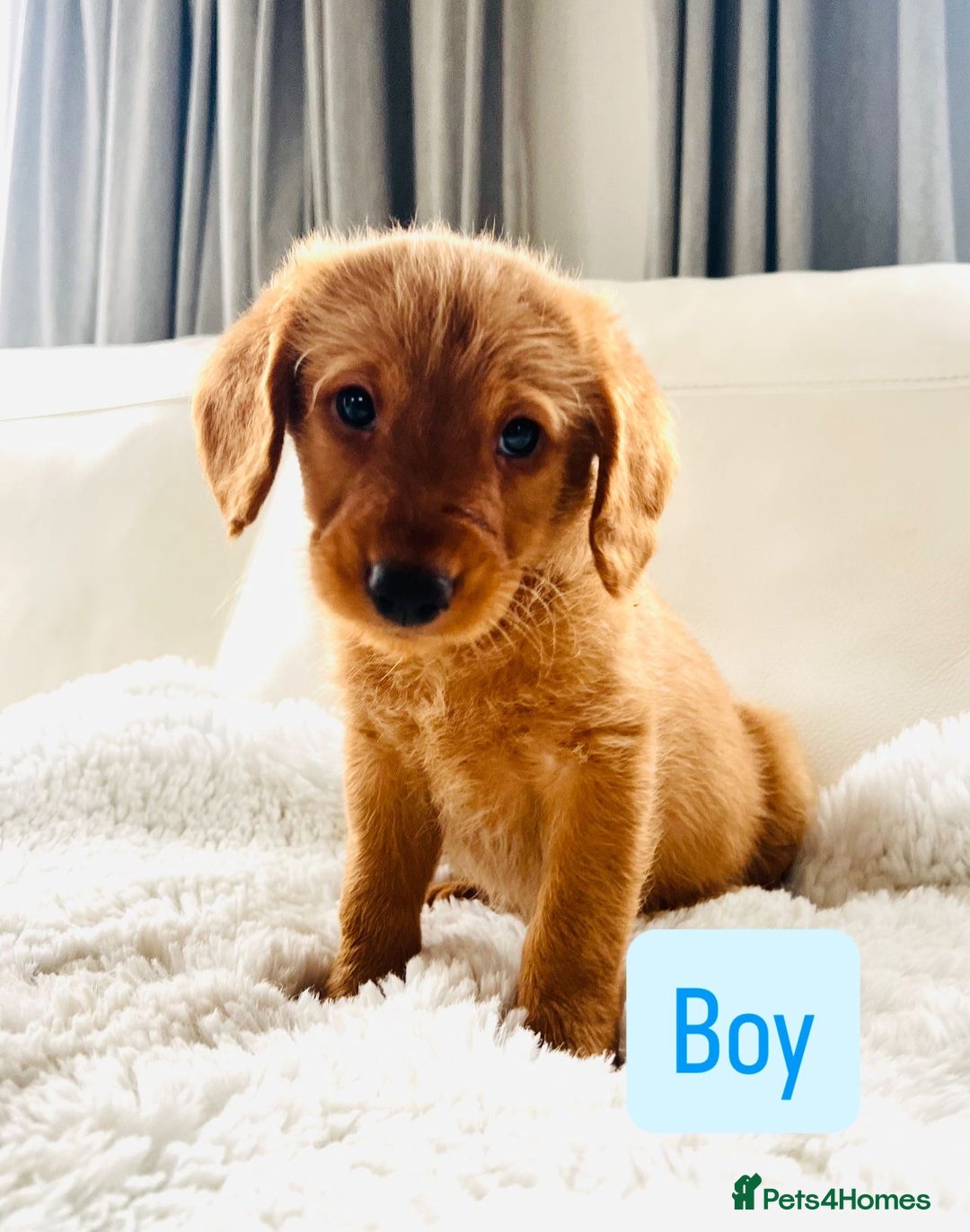 Labradoodle dogs for sale: Gorgeous F1 Labradoodle puppies  - Image 11
