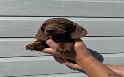 Miniature Dachshund dogs for sale: Miniature Dachsund Puppies (licensed breeder) - Image 9
