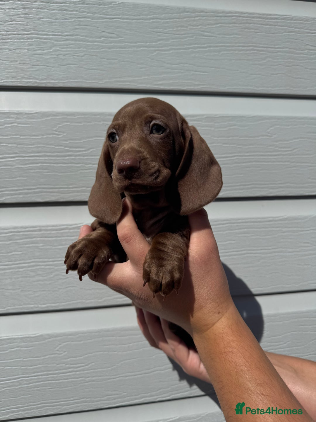 Miniature Dachshund dogs for sale: Miniature Dachsund Puppies (licensed breeder) - Image 9