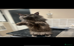 Maine Coon cats for sale: Chunky and fluffy Mainecoon kittens - Image 31