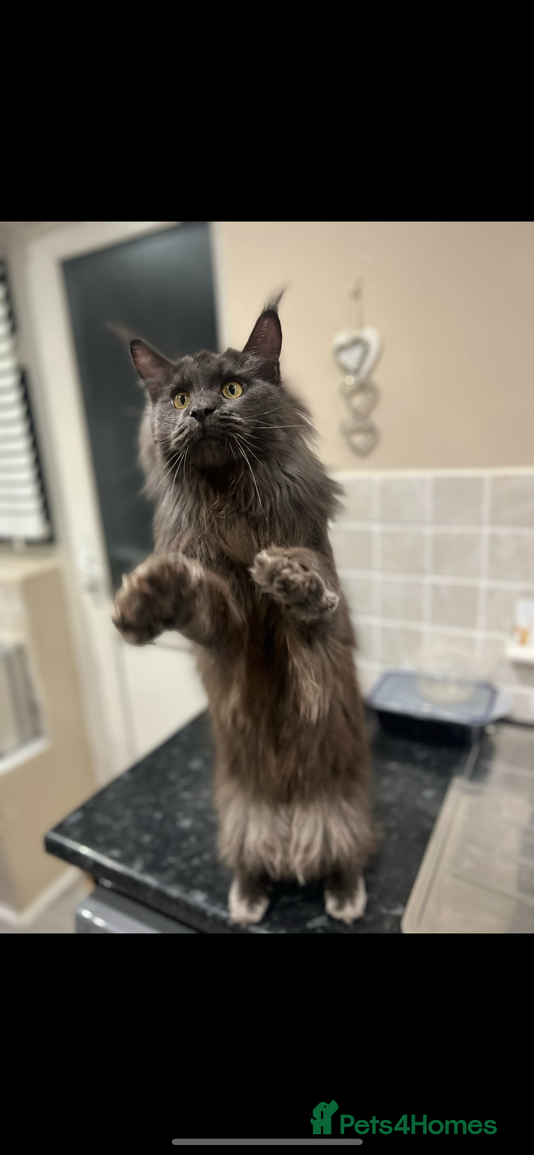 Maine Coon cats for sale: Chunky and fluffy Mainecoon kittens - Image 31