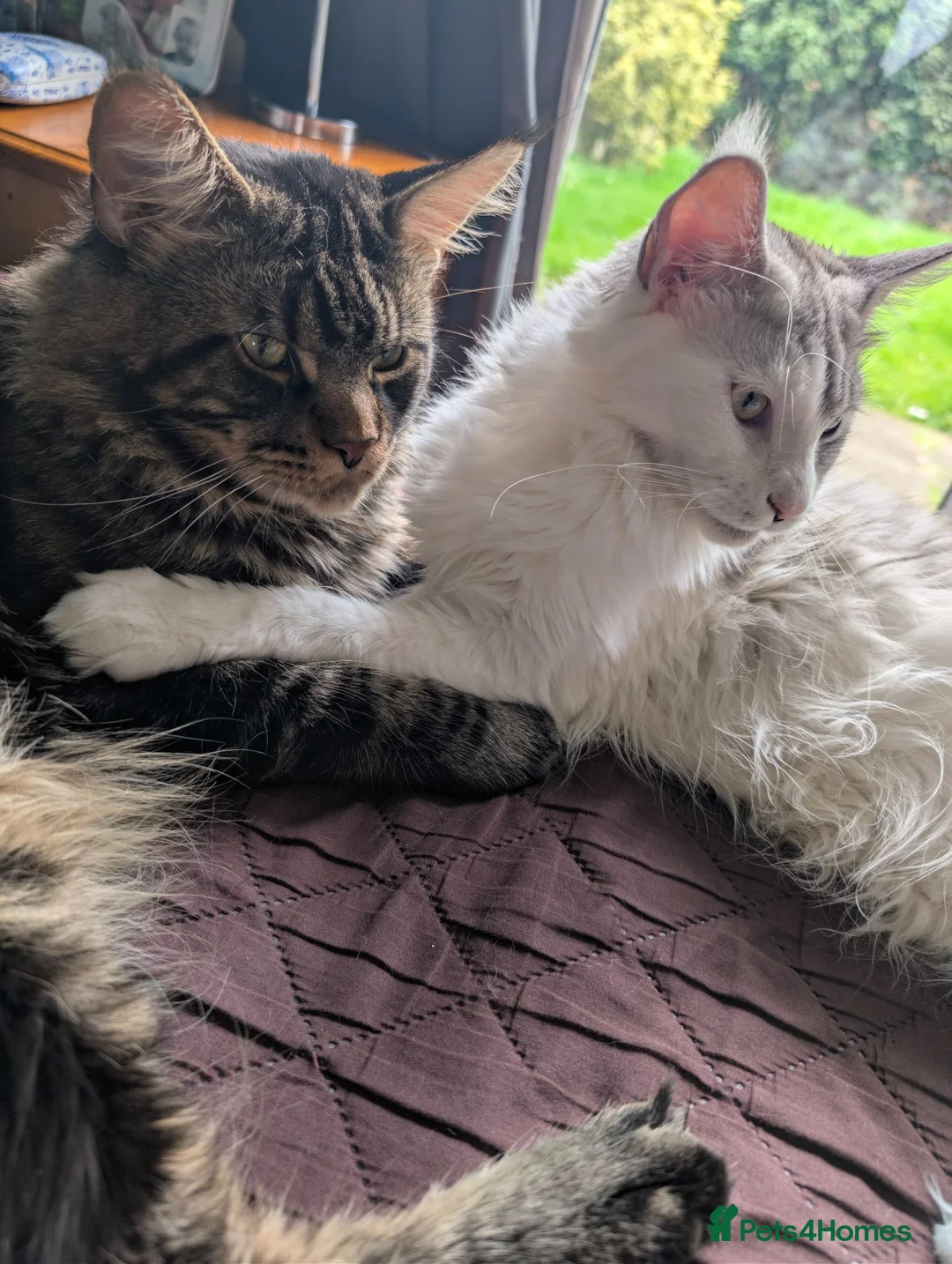 Maine Coon cats for sale: Pure Blood Maine Coons  - Advert 1