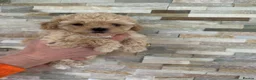 Maltipoo dogs for sale: Maltipoo Puppies  in Hull - Advert 4