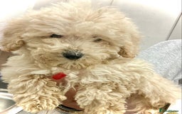 Cockapoo dogs for sale: Cockapoo - Image 6