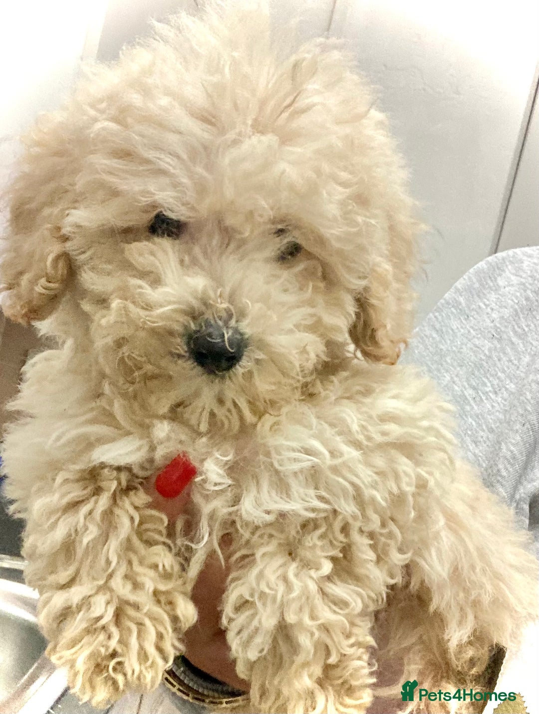 Cockapoo dogs for sale: Cockapoo - Image 6