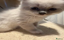 Ragdoll cats for sale: Beautiful purebred Ragdoll kittens - Image 7