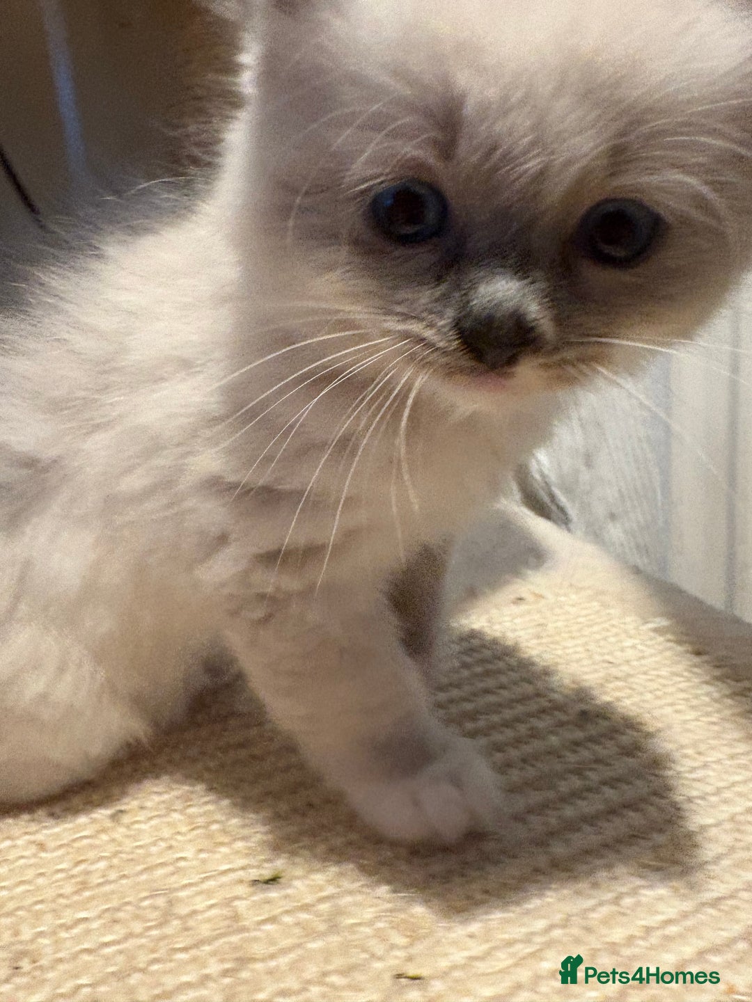 Ragdoll cats for sale: Beautiful purebred Ragdoll kittens - Image 7