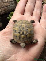 Hermann Tortoise reptiles Hermann tortoise 2025 hatchlings for sale - Advert 1
