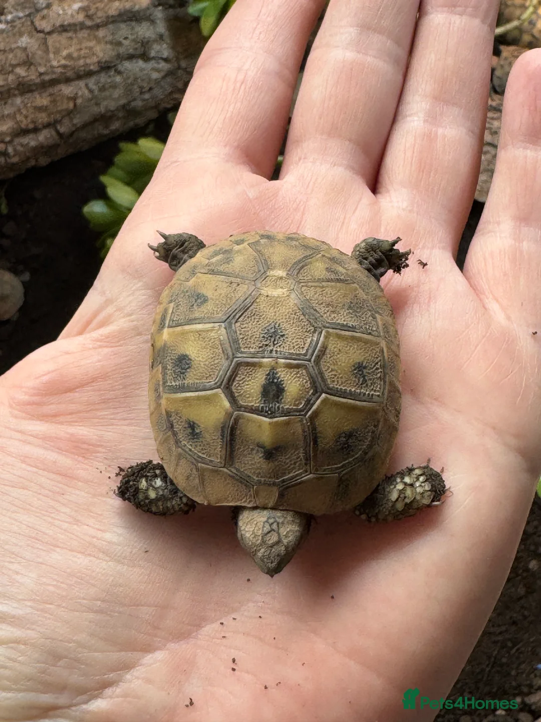 Hermann Tortoise reptiles for sale: Hermann tortoise 2025 hatchlings for sale  - Advert 3
