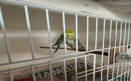 Budgerigars birds for sale: Budgies  - Image 3