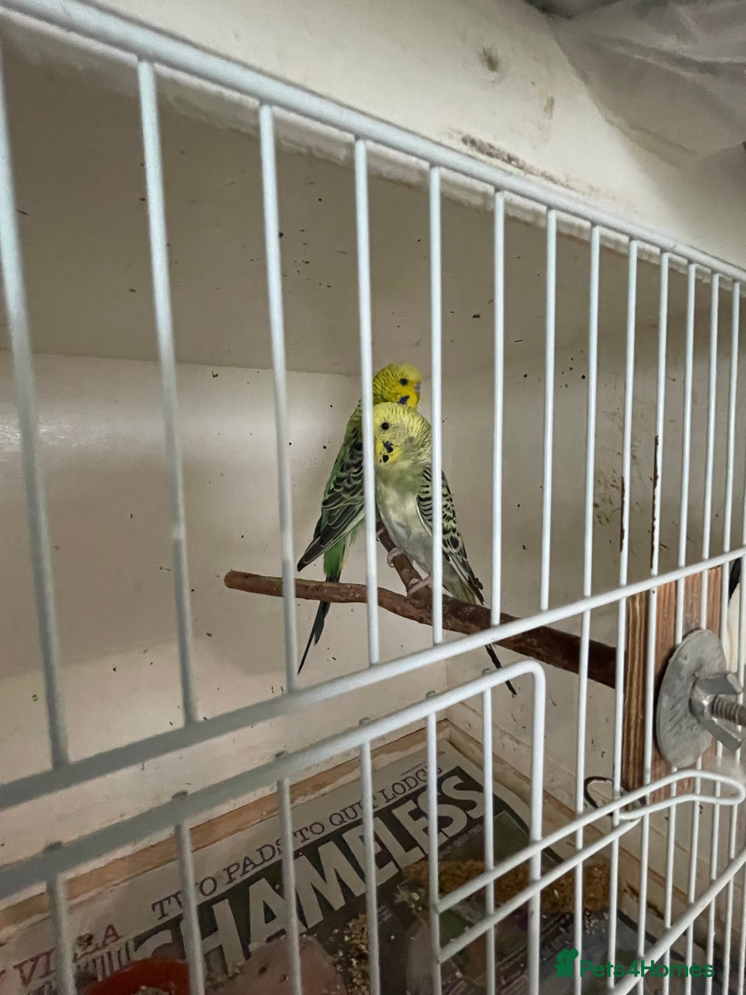 Budgerigars birds for sale: Budgies  - Image 3