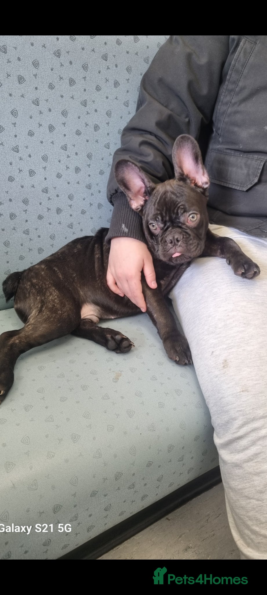 French Bulldog dogs 7 month old Boy Frenche bulldog - Advert 14