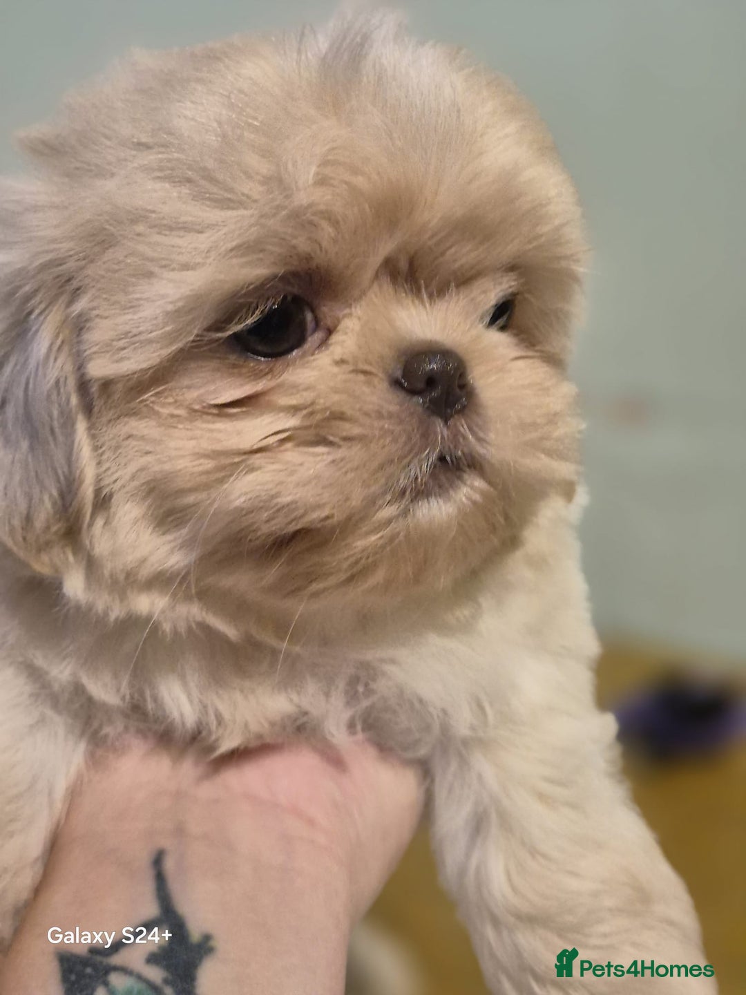 Shih Tzu dogs for sale: Outstanding Imperial Shih Tzu Pups - Image 6