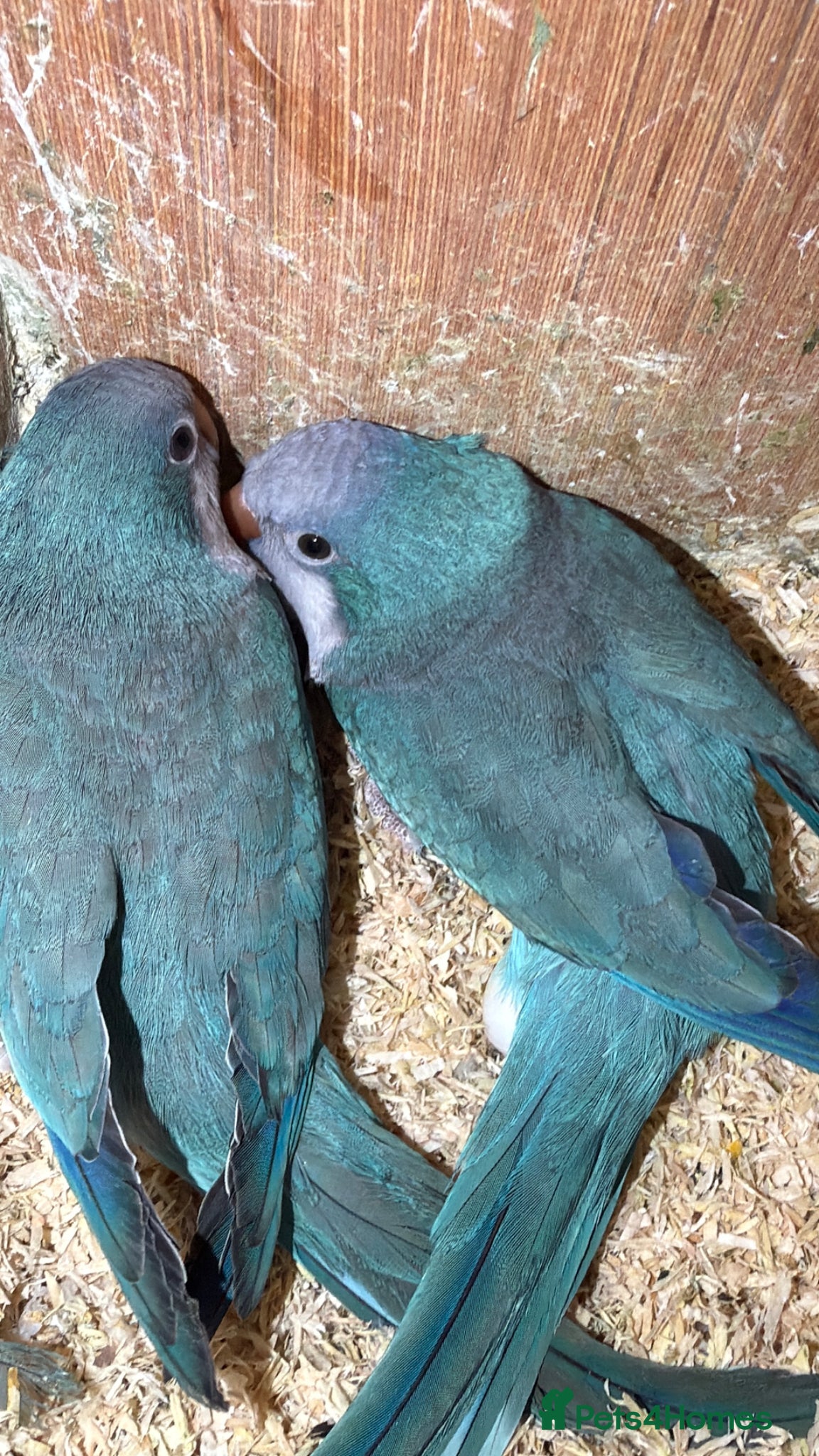 Mixed Breed birds Quaker parrot breeder - Advert 1