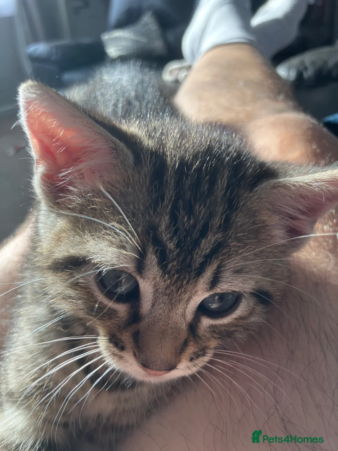 American Shorthair cats for sale: One male kitten - Advert 6