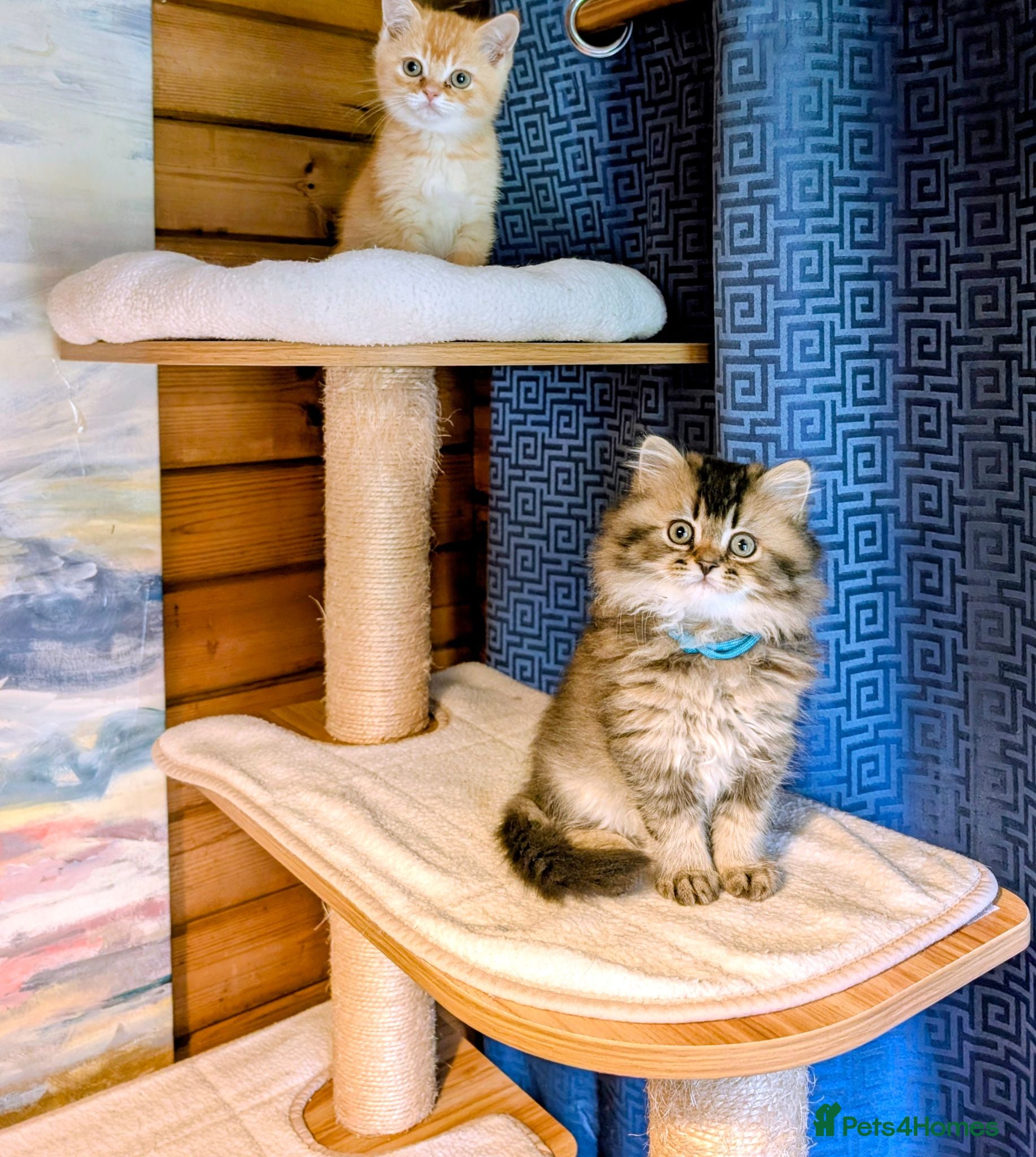 Scottish Fold cats ⭐ Ready Now Scottish straight kitten⭐ - Advert 2