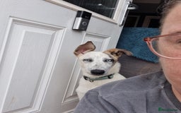 Mixed Breed dogs for adoption: Enzo 10 months old  - Image 5