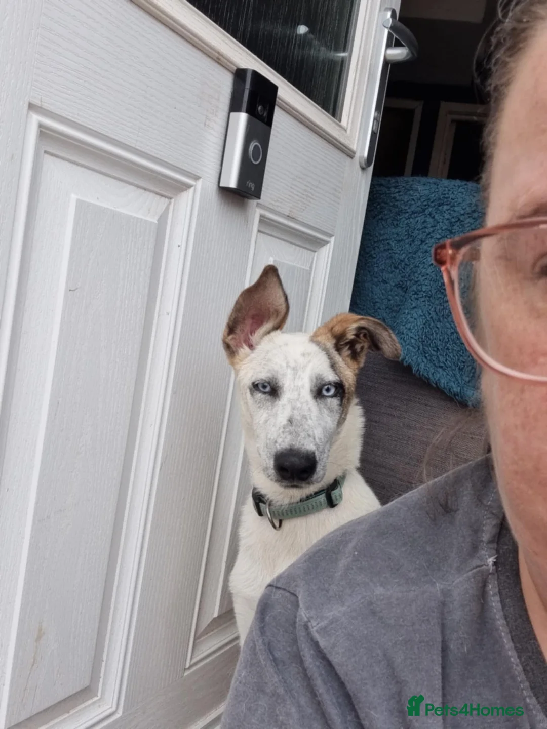 Mixed Breed dogs for adoption: Enzo 10 months old  - Advert 5