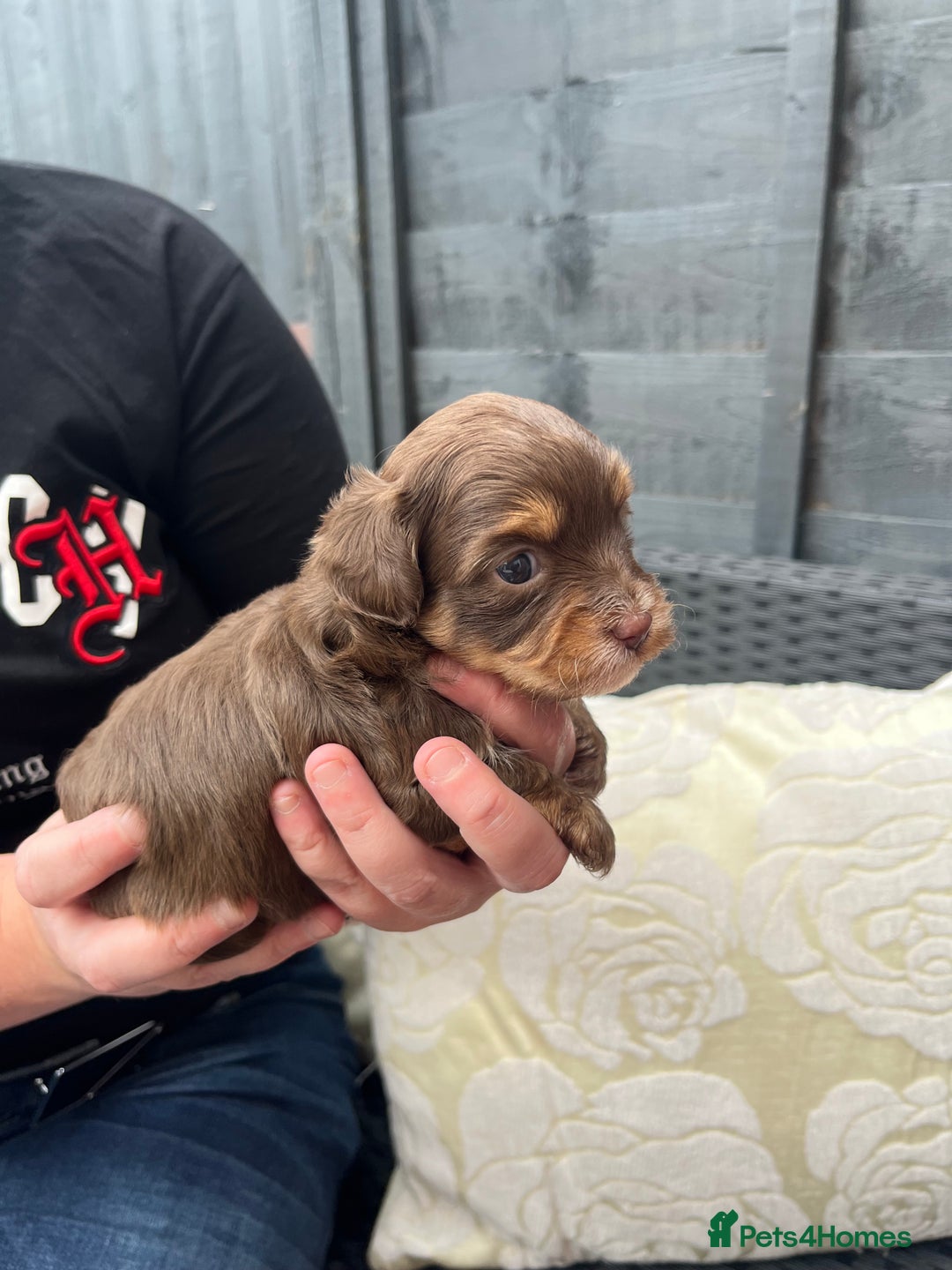 Shihpoo dogs for sale: Shihpoo - Image 2