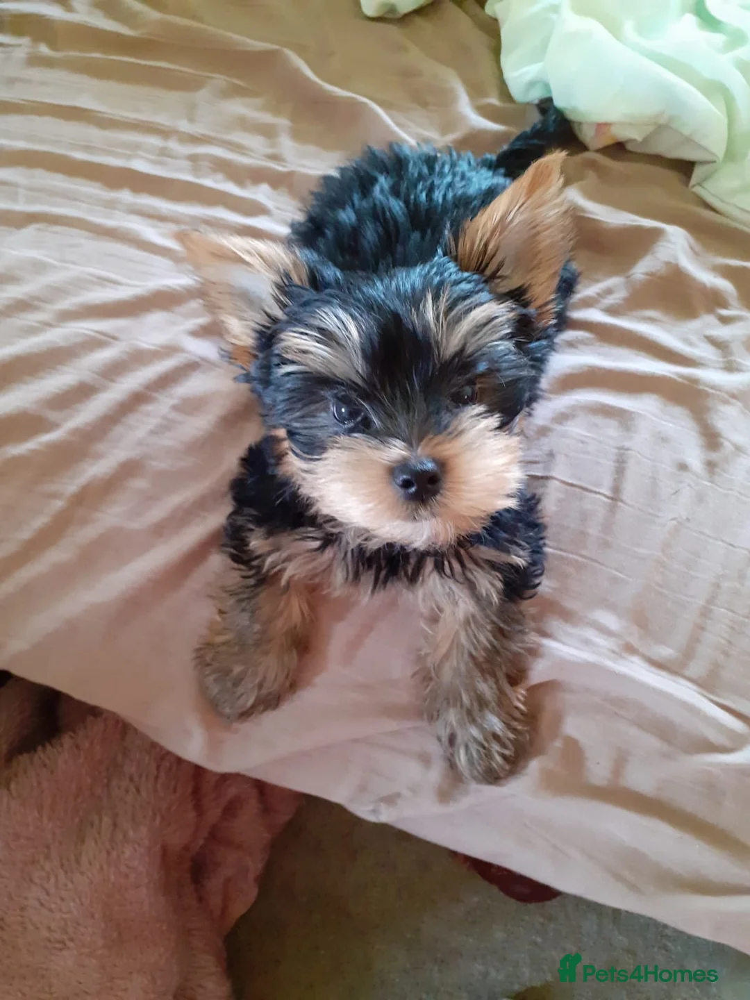 Yorkshire Terrier dogs for stud: CUTEST TINY BOY FOR STUD in Dudley - Advert 8