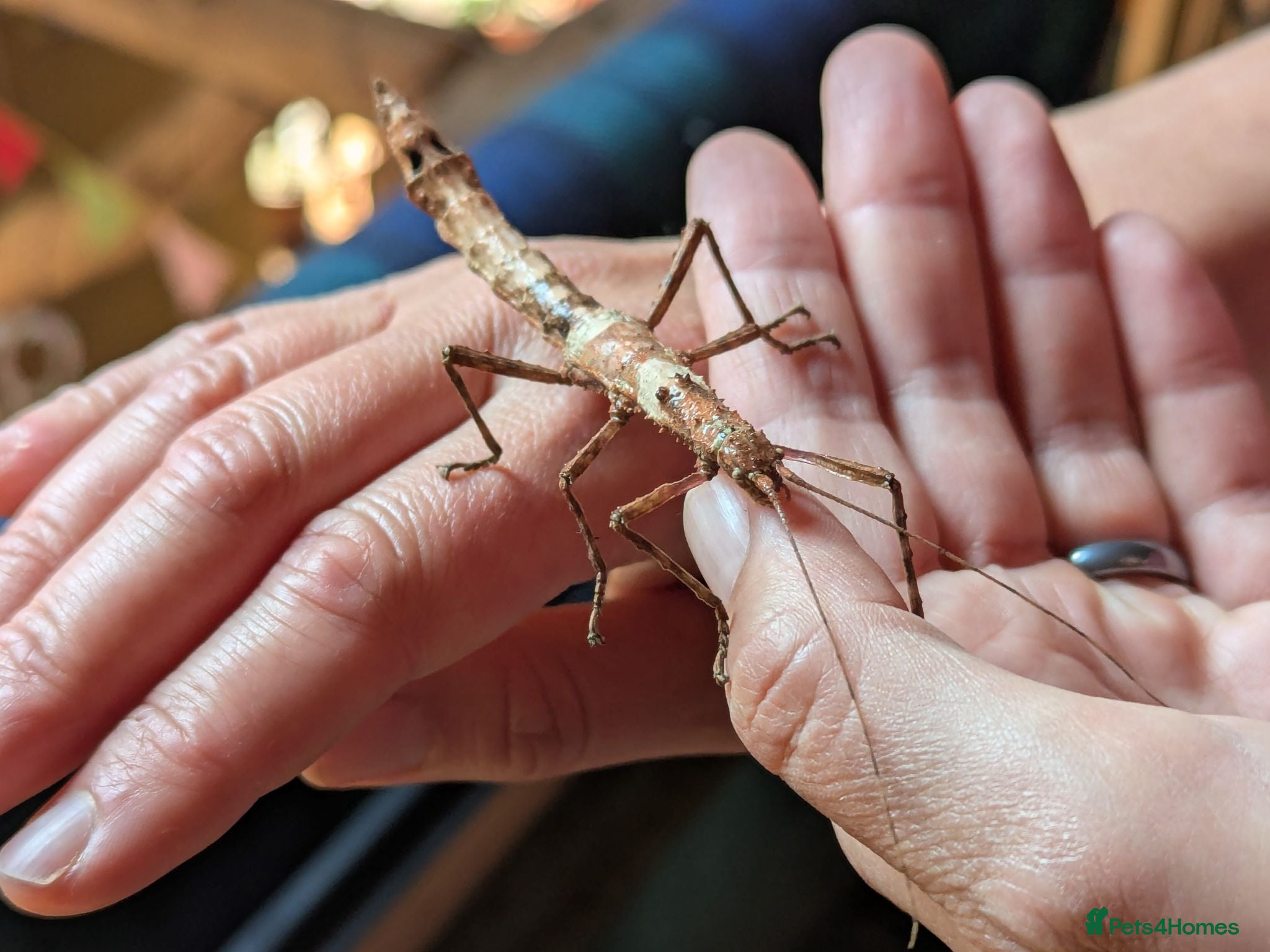 Stick Insects invertebrates 🐜 Meet our stick insects! 🌿 - Advert 1
